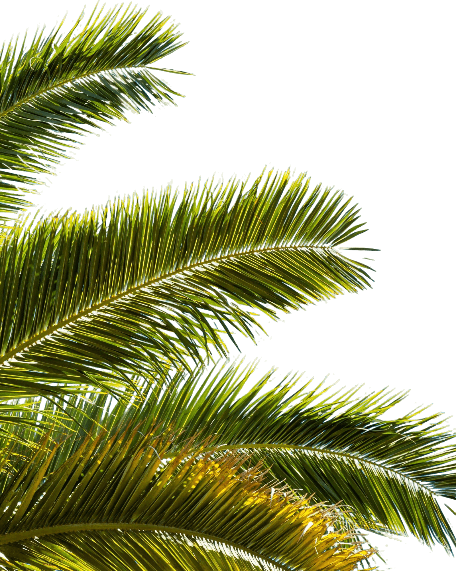palm-tree